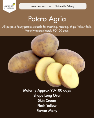 Potato Agria 1kg